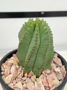 4843 「多肉植物I」ユーフォルビア ホリダ　植え【発根・Euphorbia horrida 】