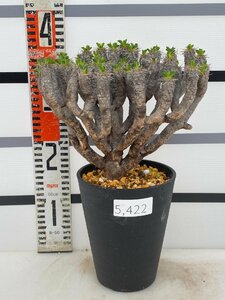 5422 「多肉植物」ユーフォルビア ギラウミニアナ大 植え【Euphorbia guillauminiana・発根未確認・発芽開始】
