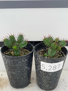 5287 「実生」ユーフォルビア ヘプタゴナ 2株セット【発根・Euphorbia heptagona・美株】