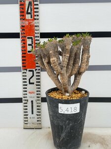 5418 「多肉植物」ユーフォルビア ギラウミニアナ 植え【Euphorbia guillauminiana・発根未確認・発芽開始】