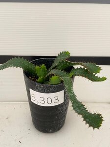 5303 「実生」ユーフォルビア　ステラータ【発根・Euphorbia stellata・飛竜・多肉植物】