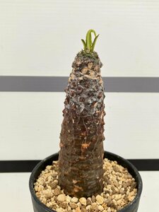 4111 「多肉植物」ユーフォルビア パキポディオイデス 植え【発根未確認・塊根植物・Euphorbia pachypodioides】