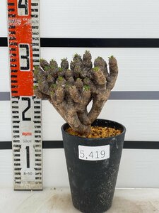 5419 「多肉植物」ユーフォルビア ギラウミニアナ 植え【Euphorbia guillauminiana・発根未確認・発芽開始】