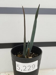 5229 「実生株】アロエ スザンナエ【種から発芽！・成長順調厳選株・Aloe・多肉植物】