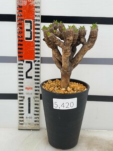 5420 「多肉植物」ユーフォルビア ギラウミニアナ 植え【Euphorbia guillauminiana・発根未確認・発芽開始】