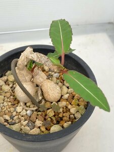4827 「多肉植物」ユーフォルビア クレメルシー 植え【実生・発根・Euphorbia cremersii・塊根植物】
