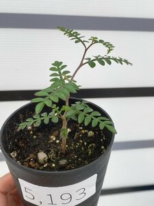 5193 「実生株」オペルクリカリア デカリー【種から発芽！・発根株・Operculicarya decaryi・塊根植物・葉落ちします】