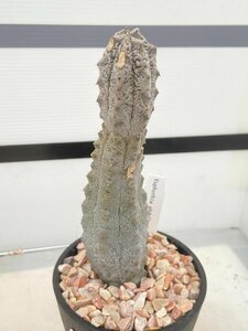 4880 「多肉植物I」ユーフォルビア アブデルクリ 植え【接ぎ木・Euphorbia abdelkuri・発根】