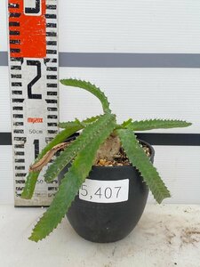 5407 「実生」ユーフォルビア　ステラータ大【発根・Euphorbia stellata・飛竜・多肉植物】