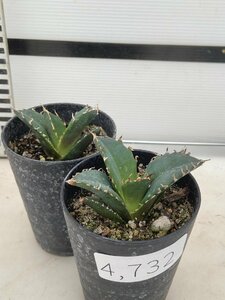 4732 「激レア高級品種」アガベ チタノタ 白鯨 2株セット【発根・多肉植物・Agave Titanota White Whale】