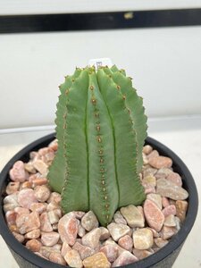 4841 「多肉植物I」ユーフォルビア ホリダ　植え【発根・Euphorbia horrida 】