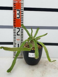 5402 「実生」ユーフォルビア　ステラータ大【発根・Euphorbia stellata・飛竜・多肉植物】
