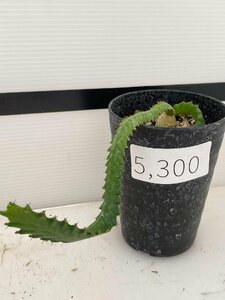 5300 「実生」ユーフォルビア　ステラータ【発根・Euphorbia stellata・飛竜・多肉植物】