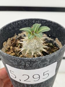 5295 「実生」パキポディウム レウコキサンツム【種から発芽・発根・Pachypodium】