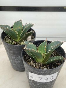 4733 「激レア高級品種」アガベ チタノタ 白鯨 2株セット【発根・多肉植物・Agave Titanota White Whale】