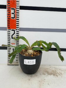 5410 「実生」ユーフォルビア　ステラータ大【発根・Euphorbia stellata・飛竜・多肉植物】