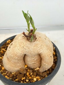 4823 「塊根植物」ラフィオナクメ ブルケイ 植え【発根未確認・Raphionacme burkei・白肌】