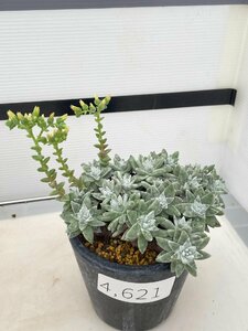 4621 「多肉植物」ダドレア グノマ 植え【発根未確認・・塊根植物・美株・Dudleya gnoma・検）グリーニー】