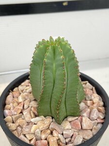 4836 「多肉植物I」ユーフォルビア ホリダ　植え【発根・Euphorbia horrida 】