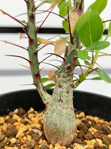 4169 「実生」フォークイエリア ファシクラータ大【発根・有望株・Fouquieria fasciculata・塊根植物・葉落ちします】