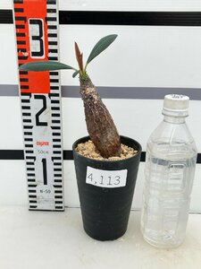 4113 「多肉植物」ユーフォルビア パキポディオイデス 植え【発根未確認・塊根植物・Euphorbia pachypodioides】