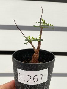 5267 「実生」センナ　メリディオナリス【種から発芽！・発根・Senna meridionalis】