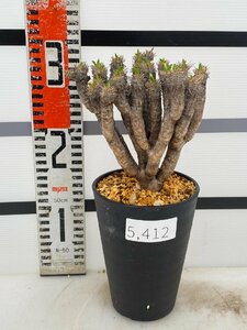 5412 「多肉植物」ユーフォルビア ギラウミニアナ 植え【Euphorbia guillauminiana・発根未確認・発芽開始】