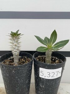 5327 「実生株」パキポディウム ホロンベンセ 2株セット【発根・Pachypodium horombense・葉落ちします】