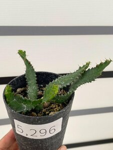 5296 「実生」ユーフォルビア　ステラータ【発根・Euphorbia stellata・飛竜・多肉植物】