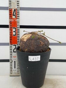 5437 「塊根植物」アデニア ステノダクチラ大 植え【発根未確認・多肉植物・Adenia stenodactyla・削れなどあり】
