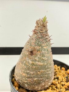 4087 「塊根植物」パキポディウム グラキリス SS 植え【発根未確認・多肉植物・gracilius・マダガスカル】