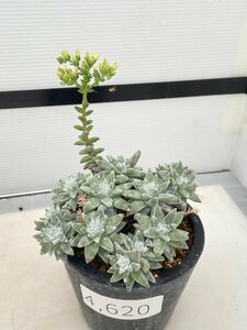 4620 「多肉植物」ダドレア グノマ 植え【発根未確認・・塊根植物・美株・Dudleya gnoma・検）グリーニー】