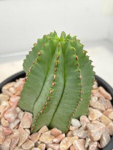 4839 「多肉植物I」ユーフォルビア ホリダ　植え【発根・Euphorbia horrida 】