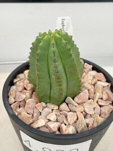 4832 「多肉植物I」ユーフォルビア ホリダ　植え【発根・Euphorbia horrida 】