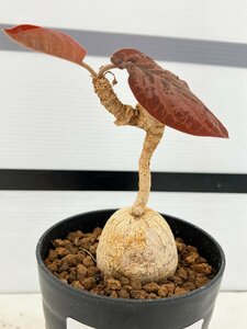 4155 「多肉植物」ユーフォルビア ラバティ レッドリーフ 植え【発根・発芽・labatii f. 'RedLeaf】