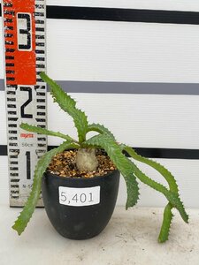 5401 「実生」ユーフォルビア　ステラータ大【発根・Euphorbia stellata・飛竜・多肉植物】