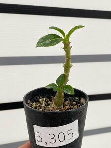 5305 「実生」パキポディウム ウィンゾリ 【発根・Pachypodium windsorii・塊根植物】