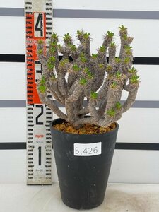 5426 「多肉植物」ユーフォルビア ギラウミニアナ大 植え【Euphorbia guillauminiana・発根未確認・発芽開始】