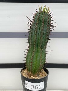5360 「実生」ユーフォルビア　ホリダ　【多肉植物・種から発芽！・Euphorbia horrida 】
