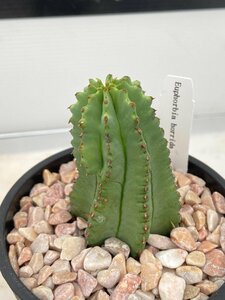 4837 「多肉植物I」ユーフォルビア ホリダ　植え【発根・Euphorbia horrida 】