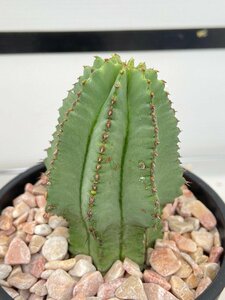 4845 「多肉植物I」ユーフォルビア ホリダ　植え【発根・Euphorbia horrida 】