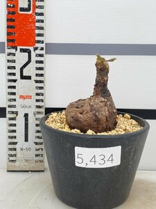 5434 「塊根植物」アデニア ステノダクチラ大 植え【発根未確認・多肉植物・Adenia stenodactyla・削れなどあり】