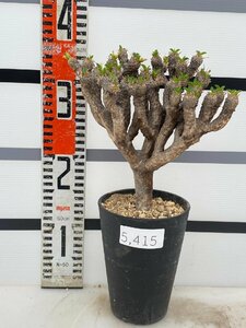 5415 「多肉植物」ユーフォルビア ギラウミニアナ 植え【Euphorbia guillauminiana・発根未確認・発芽開始】