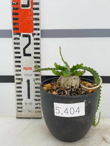 5404 「実生」ユーフォルビア　ステラータ大【発根・Euphorbia stellata・飛竜・多肉植物】