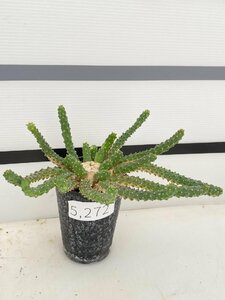 5272 「実生」ユーフォルビア イネルミス 【塊根植物・Euphorbia inermis】