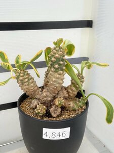 4846 「多肉植物I」ユーフォルビア ポイゾニー 【接ぎ木・未発根・Euphorbia poissonii・ポイソニー】