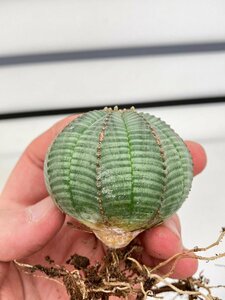 4104 「多肉植物」ユーフォルビア　オベサ　抜き苗【極上特選大株・畑に地植え株・発根・Euphorbia obesa・美株】