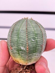 4103 「多肉植物」ユーフォルビア　オベサ　抜き苗【極上特選大株・畑に地植え株・発根・Euphorbia obesa・美株】