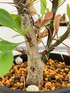 4170 「実生」フォークイエリア ファシクラータ大【発根・有望株・Fouquieria fasciculata・塊根植物・葉落ちします】