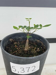 5372 「実生」キフォステンマ モンタグナッキー【発根・Cyphostemma montagnacii・塊根植物】